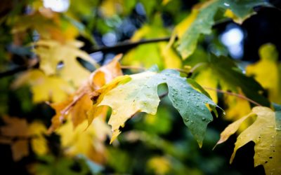 Pokochaj swoje drzewo